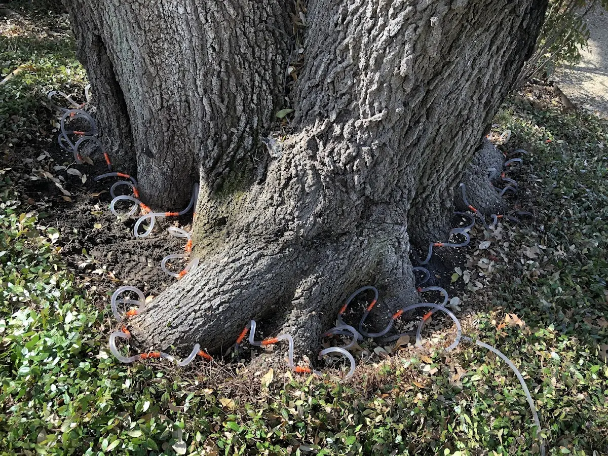 Detailed Tree Cabling and Bracing job site in Munden