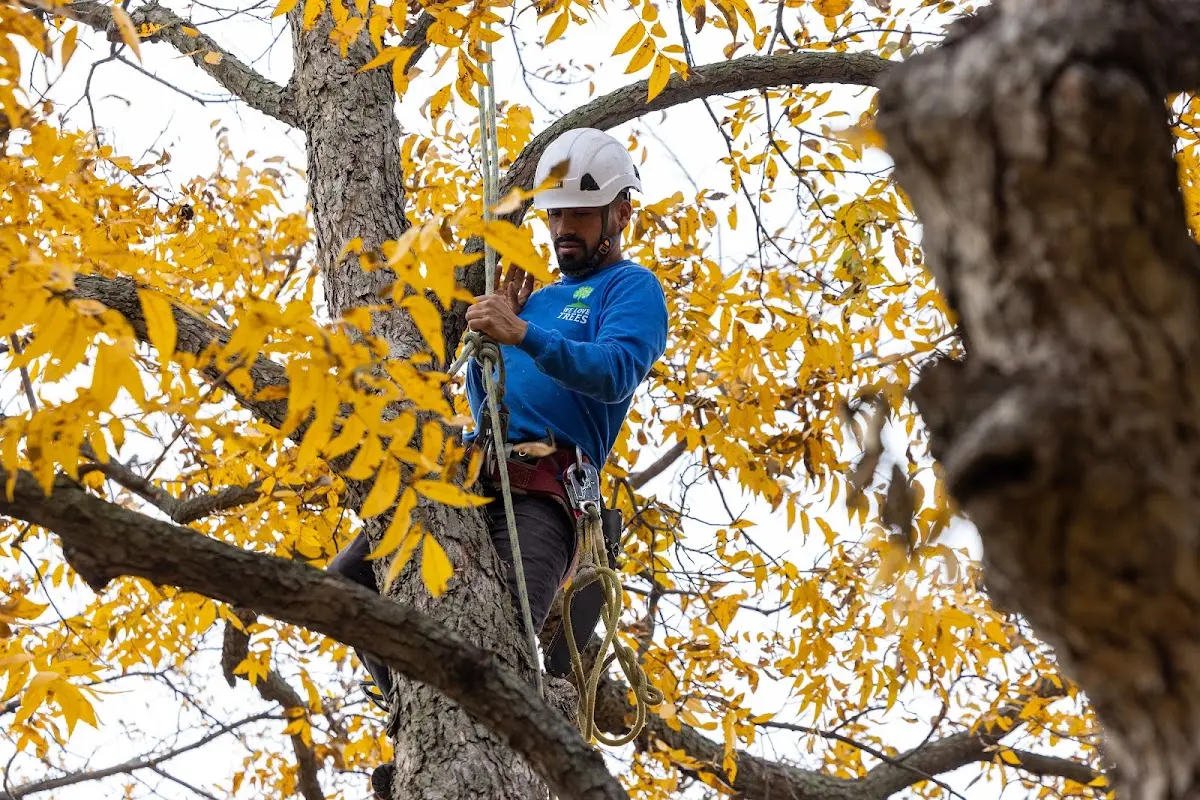 Skilled Tree Planing crew working in Munden