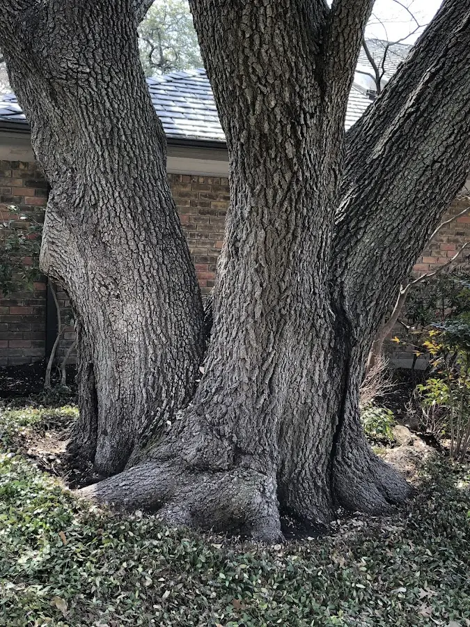 Mature heritage tree close to a Munden property cared for by certified arborists